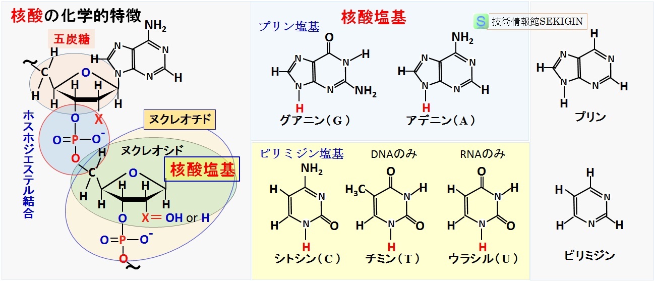 核酸・核酸塩基