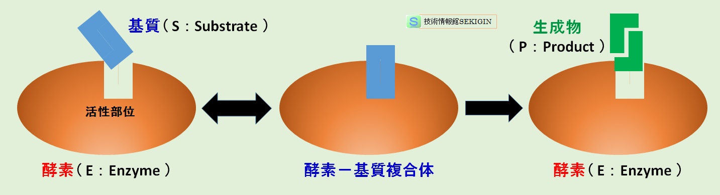 酵素反応（模式図）